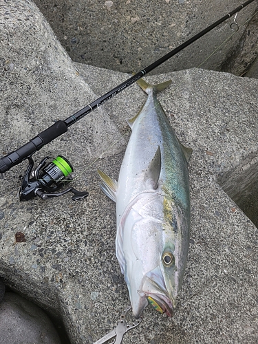 ブリの釣果