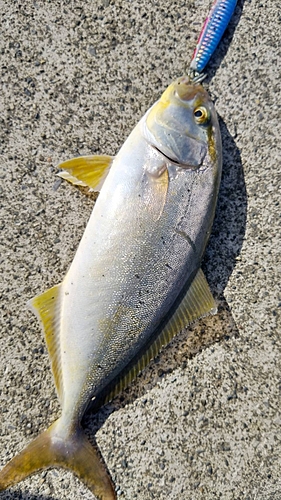 カンパチの釣果