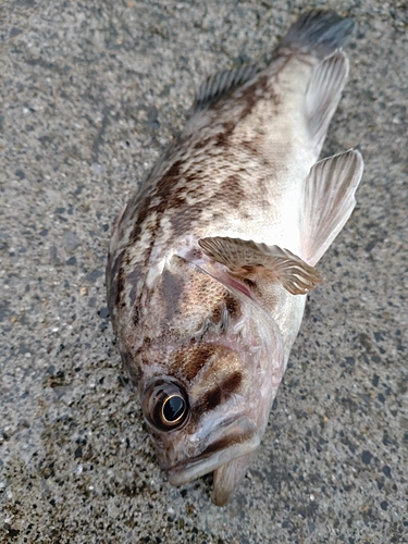 クロソイの釣果