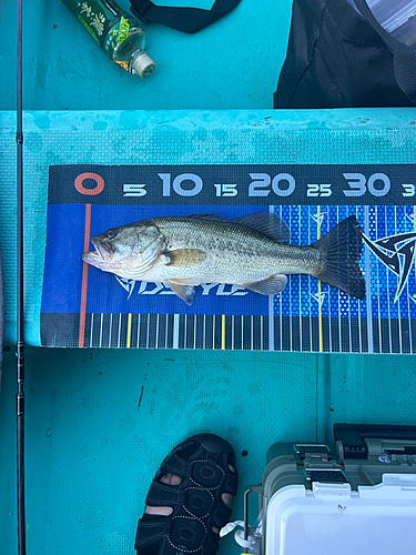 ブラックバスの釣果