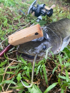 ナマズの釣果