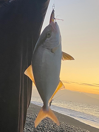 ショゴの釣果