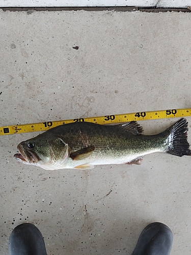 ブラックバスの釣果