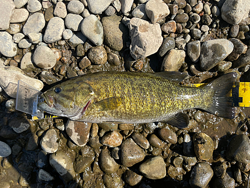 スモールマウスバスの釣果