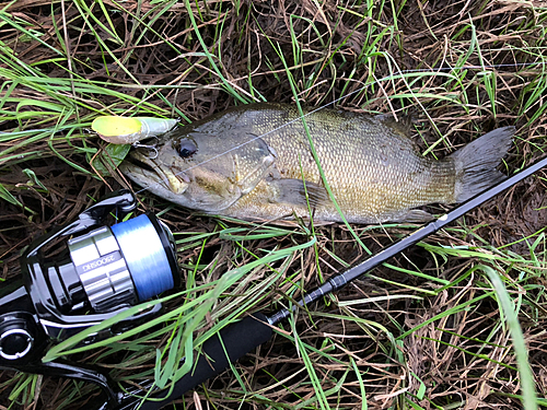 スモールマウスバスの釣果