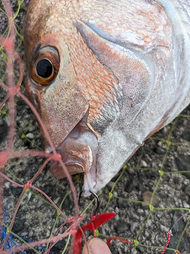 タイの釣果