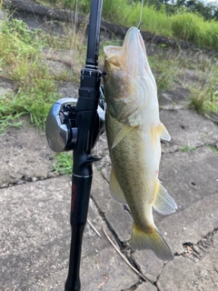 ラージマウスバスの釣果