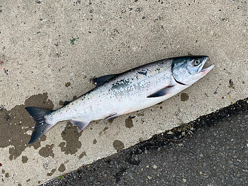 アキアジの釣果