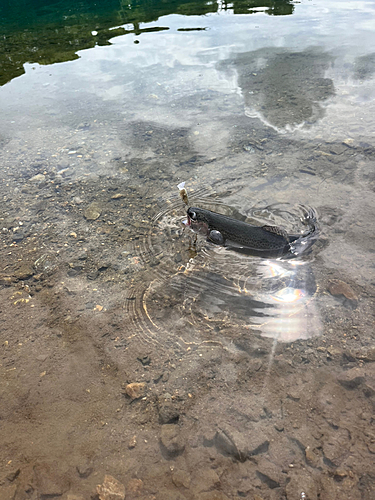 ニジマスの釣果