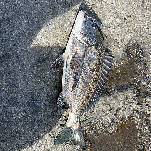 チヌの釣果