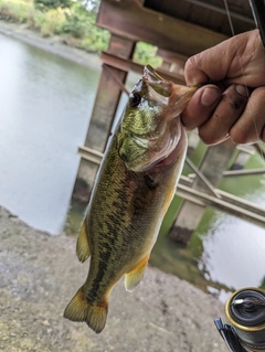 ラージマウスバスの釣果