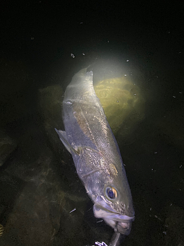 スズキの釣果