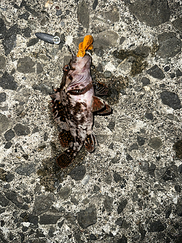 オウゴンムラソイの釣果