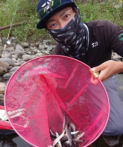 アユの釣果