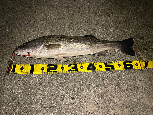 シーバスの釣果