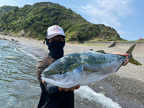 ブリの釣果