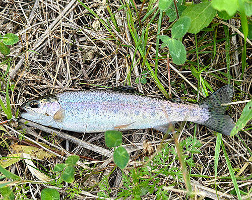 ニジマスの釣果