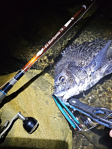 クロダイの釣果