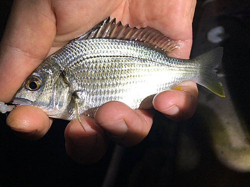 キビレの釣果