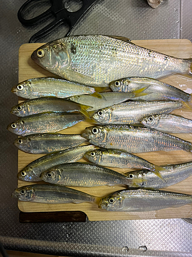 コノシロの釣果