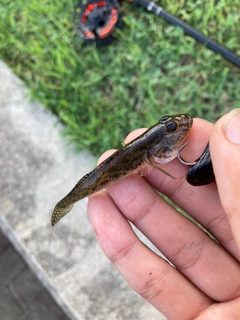 マハゼの釣果