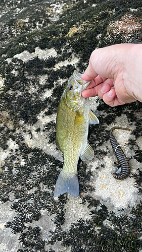 スモールマウスバスの釣果