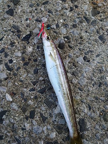 カマスの釣果