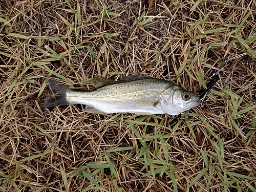 セイゴ（マルスズキ）の釣果