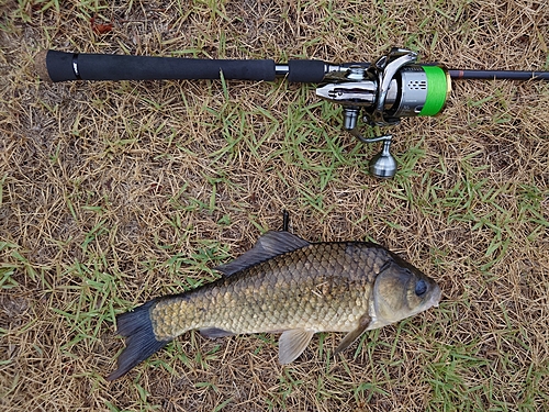 ヘラブナの釣果