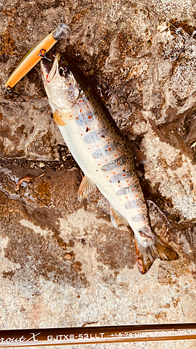 アマゴの釣果