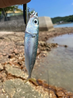 サバの釣果