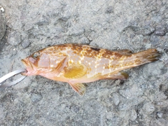 キジハタの釣果
