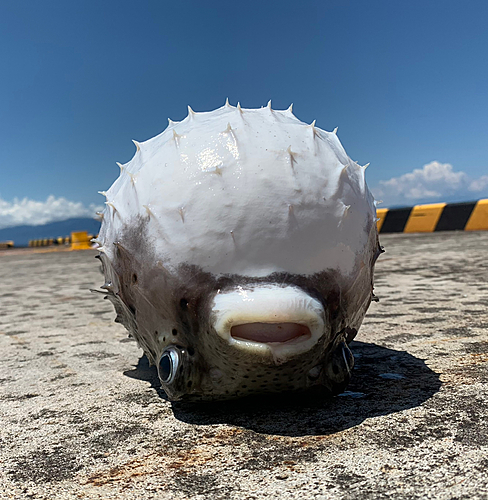 イシガキフグの釣果