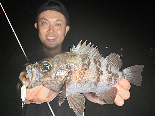 シロメバルの釣果