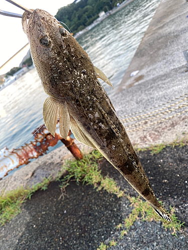 マゴチの釣果