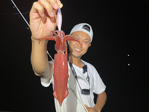 ケンサキイカの釣果