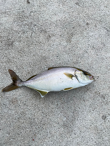 ショゴの釣果