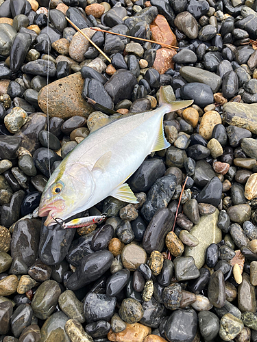 ワカシの釣果