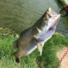 バラマンディの釣果