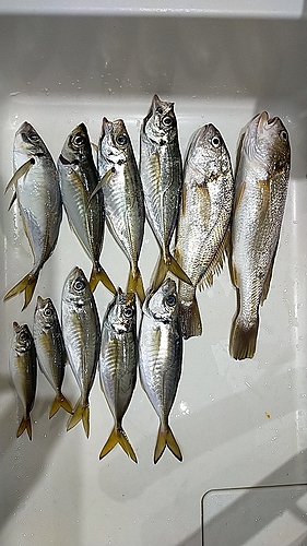 アジの釣果