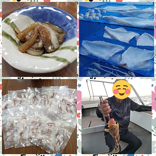 イカの釣果