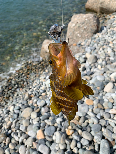 キジハタの釣果