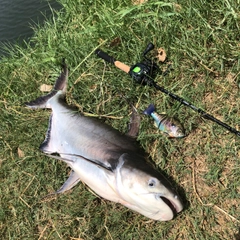 ナマズの釣果