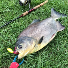 コロソマの釣果