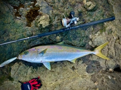 ヒラスの釣果