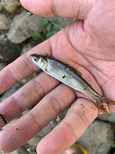 ウグイの釣果