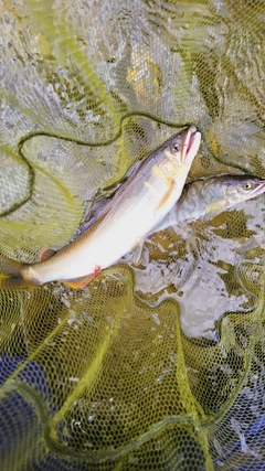 アユの釣果