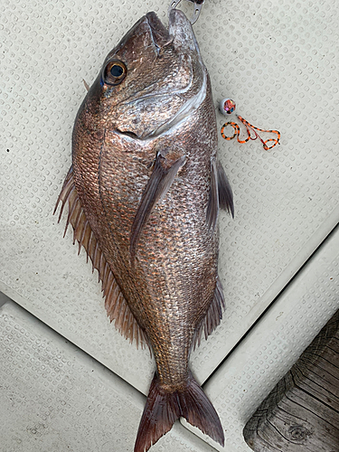 タイの釣果