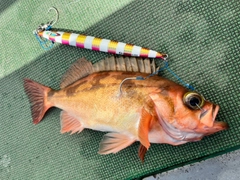 オキメバルの釣果