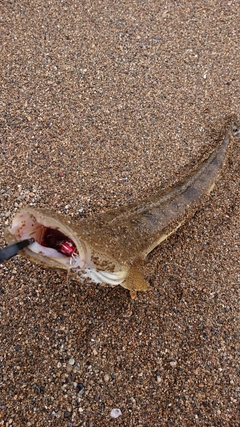 マゴチの釣果